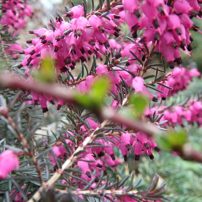 Ayur Garden - image 11