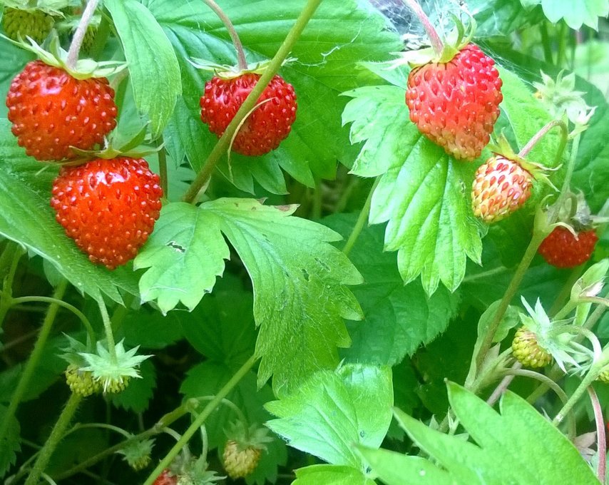 Ayur Garden - image 13